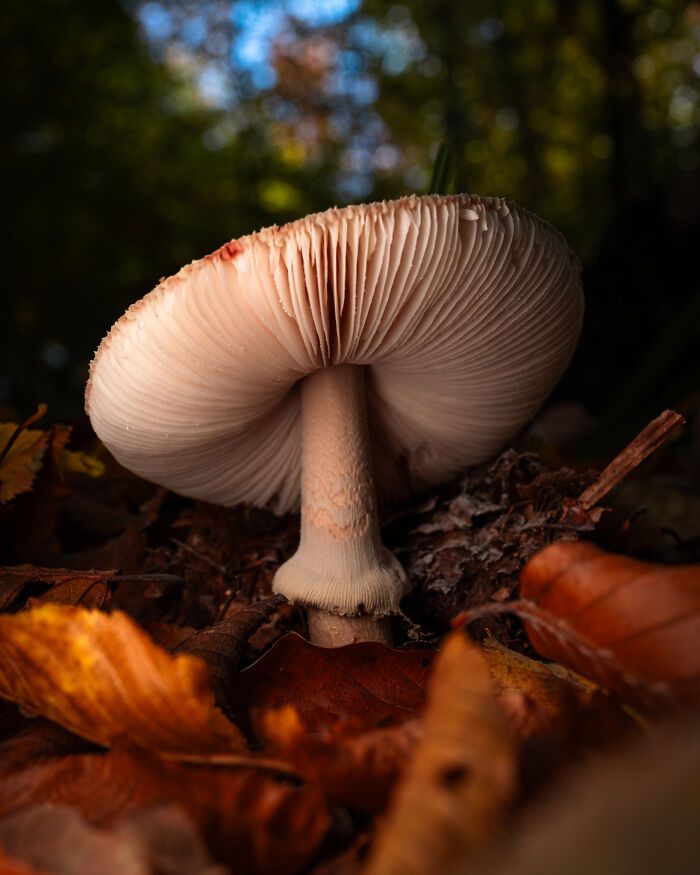 Fotografia de natureza: as imagens impressionantes que revelam detalhes invisíveis aos nossos olhos (31 fotos) 23