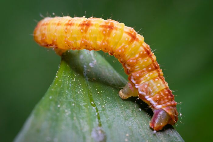 Fotografia de natureza: as imagens impressionantes que revelam detalhes invisíveis aos nossos olhos (31 fotos) 24