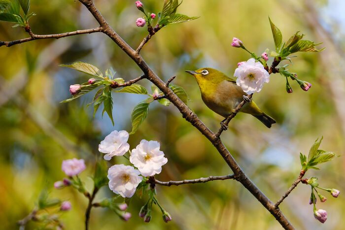 Fotografia de natureza: as imagens impressionantes que revelam detalhes invisíveis aos nossos olhos (31 fotos) 27