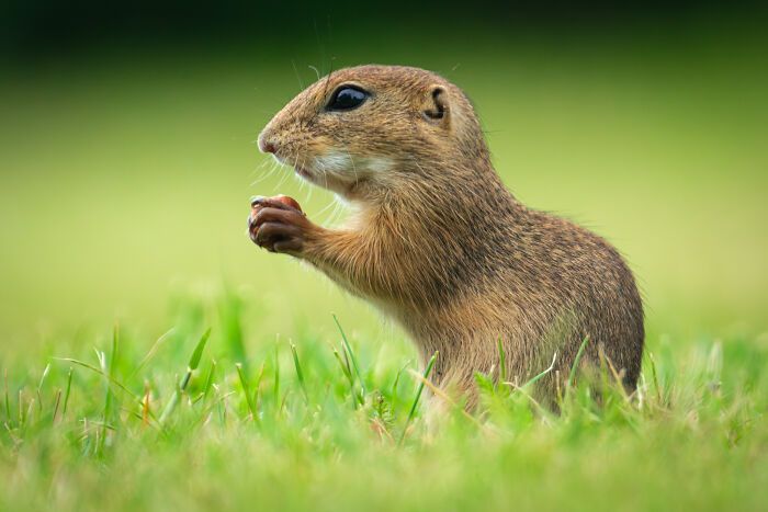 Fotografia de natureza: as imagens impressionantes que revelam detalhes invisíveis aos nossos olhos (31 fotos) 28