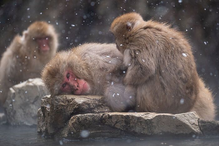 Fotografia de natureza: as imagens impressionantes que revelam detalhes invisíveis aos nossos olhos (31 fotos) 30