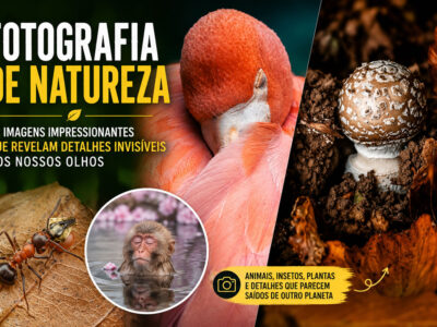 Fotografia de natureza: as imagens impressionantes que revelam detalhes invisíveis aos nossos olhos (31 fotos)