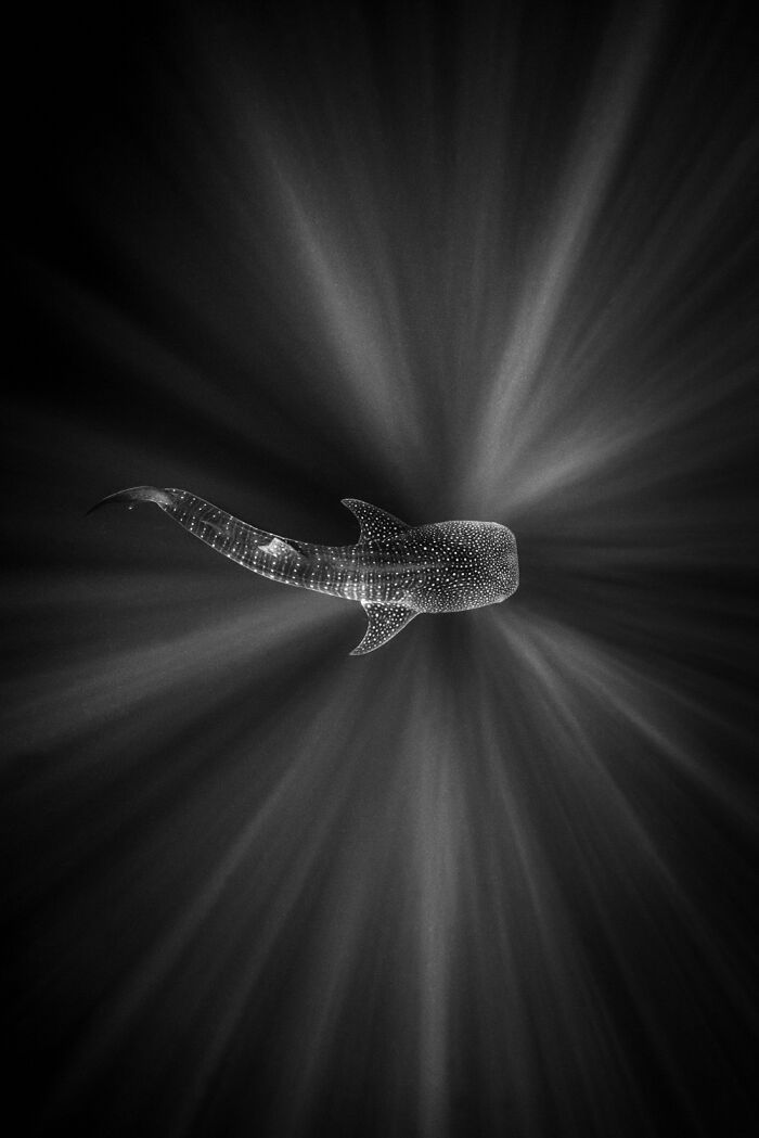Fotografia de vida selvagem: as imagens impressionantes que estão mudando a forma como o mundo enxerga os animais (32 fotos) 1