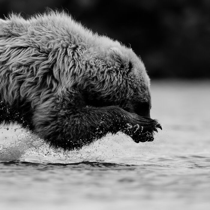 Fotografia de vida selvagem: as imagens impressionantes que estão mudando a forma como o mundo enxerga os animais (32 fotos) 2