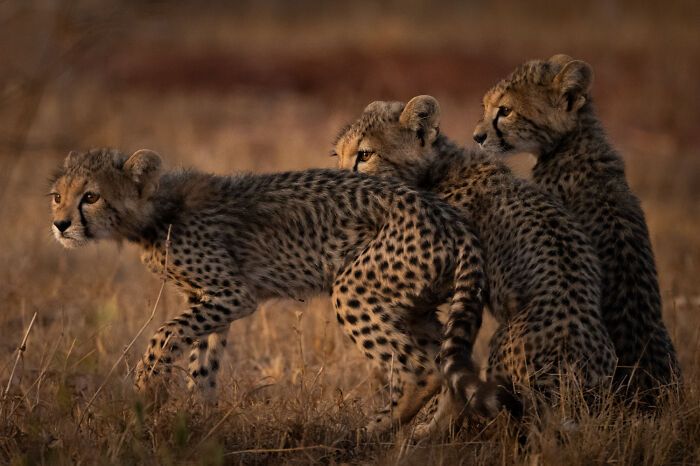 Fotografia de vida selvagem: as imagens impressionantes que estão mudando a forma como o mundo enxerga os animais (32 fotos) 3