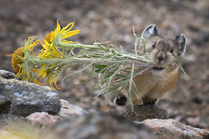 Fotografia de vida selvagem: as imagens impressionantes que estão mudando a forma como o mundo enxerga os animais (32 fotos) 4