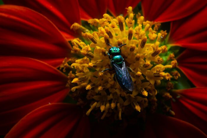 Fotografia de vida selvagem: as imagens impressionantes que estão mudando a forma como o mundo enxerga os animais (32 fotos) 5