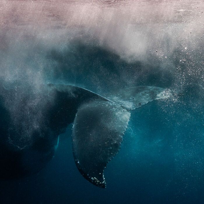 Fotografia de vida selvagem: as imagens impressionantes que estão mudando a forma como o mundo enxerga os animais (32 fotos) 6