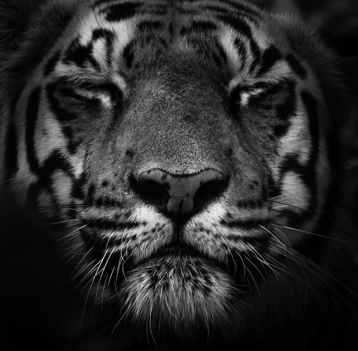 Fotografia de vida selvagem: as imagens impressionantes que estão mudando a forma como o mundo enxerga os animais (32 fotos) 8