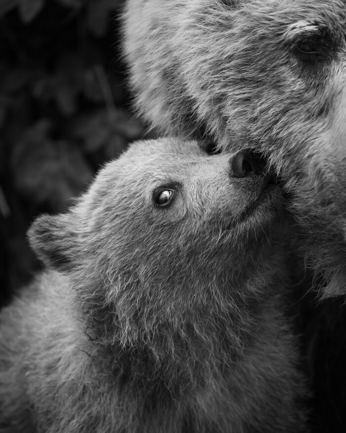 Fotografia de vida selvagem: as imagens impressionantes que estão mudando a forma como o mundo enxerga os animais (32 fotos) 9