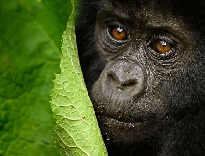 Fotografia de vida selvagem: as imagens impressionantes que estão mudando a forma como o mundo enxerga os animais (32 fotos) 11