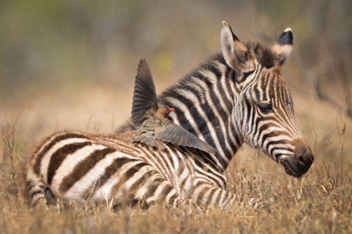 Fotografia de vida selvagem: as imagens impressionantes que estão mudando a forma como o mundo enxerga os animais (32 fotos) 12