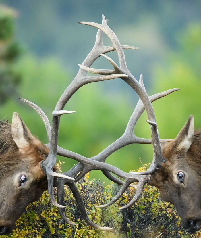 Fotografia de vida selvagem: as imagens impressionantes que estão mudando a forma como o mundo enxerga os animais (32 fotos) 13