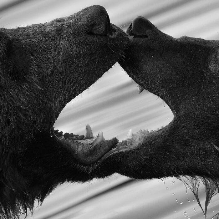 Fotografia de vida selvagem: as imagens impressionantes que estão mudando a forma como o mundo enxerga os animais (32 fotos) 14