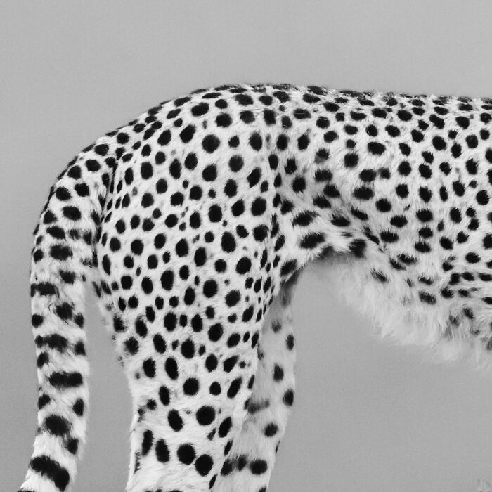 Fotografia de vida selvagem: as imagens impressionantes que estão mudando a forma como o mundo enxerga os animais (32 fotos) 15