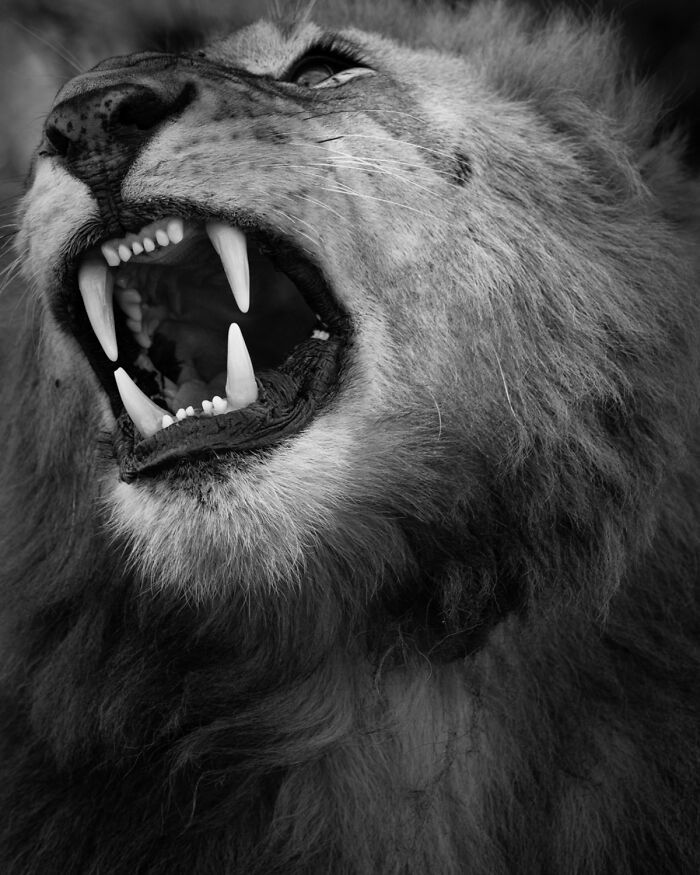 Fotografia de vida selvagem: as imagens impressionantes que estão mudando a forma como o mundo enxerga os animais (32 fotos) 16
