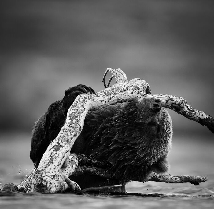 Fotografia de vida selvagem: as imagens impressionantes que estão mudando a forma como o mundo enxerga os animais (32 fotos) 17