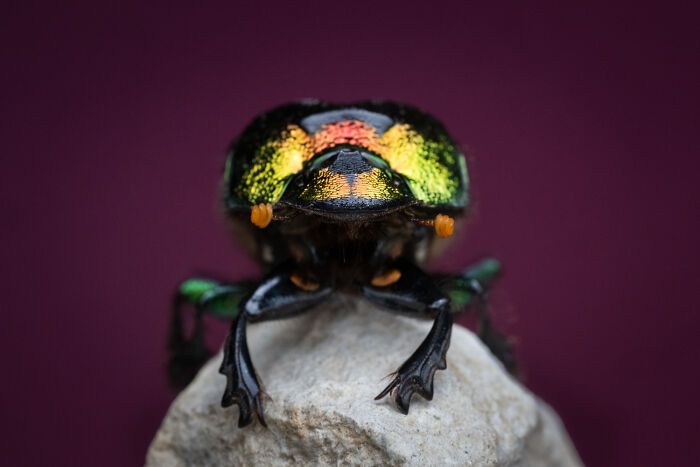 Fotografia de vida selvagem: as imagens impressionantes que estão mudando a forma como o mundo enxerga os animais (32 fotos) 18