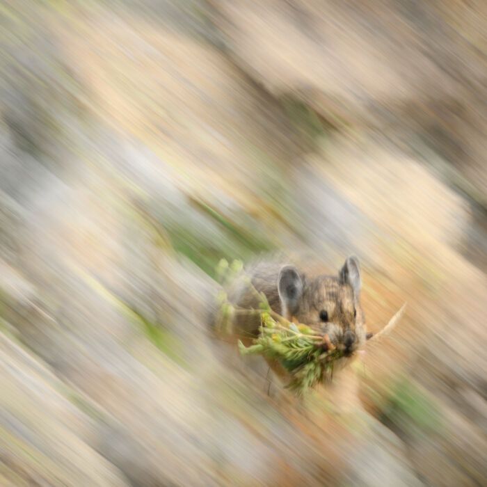 Fotografia de vida selvagem: as imagens impressionantes que estão mudando a forma como o mundo enxerga os animais (32 fotos) 19