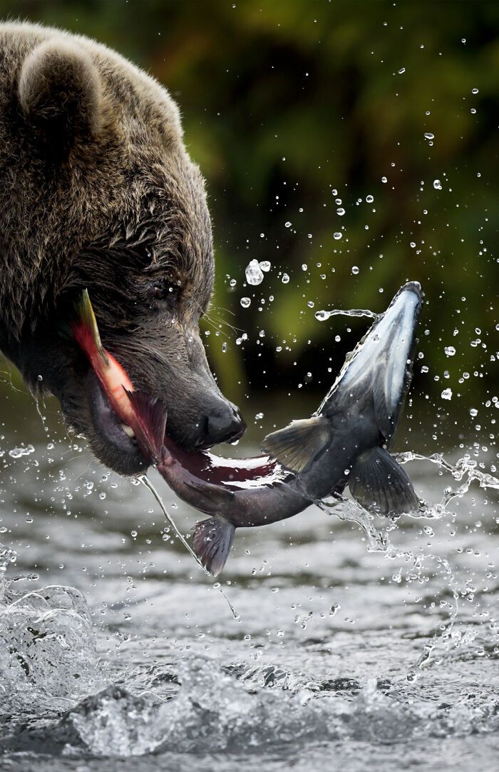 Fotografia de vida selvagem: as imagens impressionantes que estão mudando a forma como o mundo enxerga os animais (32 fotos) 21