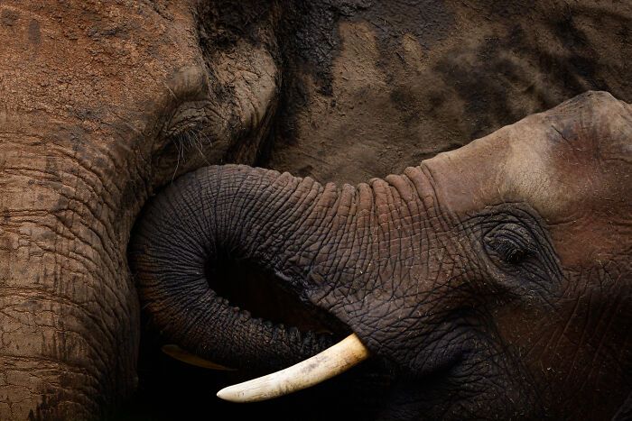 Fotografia de vida selvagem: as imagens impressionantes que estão mudando a forma como o mundo enxerga os animais (32 fotos) 23