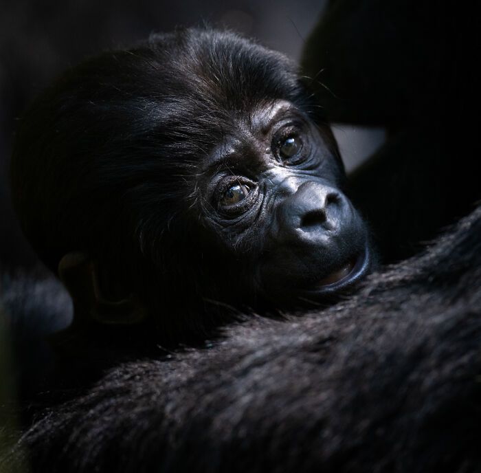 Fotografia de vida selvagem: as imagens impressionantes que estão mudando a forma como o mundo enxerga os animais (32 fotos) 25
