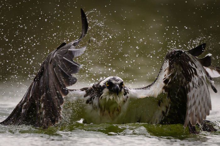Fotografia de vida selvagem: as imagens impressionantes que estão mudando a forma como o mundo enxerga os animais (32 fotos) 26