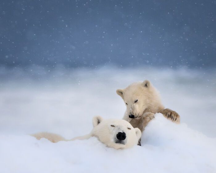 Fotografia de vida selvagem: as imagens impressionantes que estão mudando a forma como o mundo enxerga os animais (32 fotos) 27