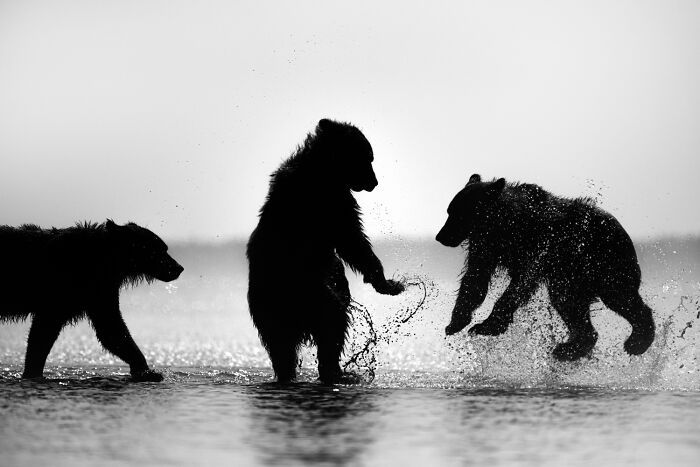 Fotografia de vida selvagem: as imagens impressionantes que estão mudando a forma como o mundo enxerga os animais (32 fotos) 28