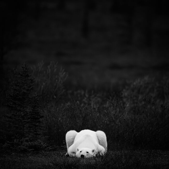 Fotografia de vida selvagem: as imagens impressionantes que estão mudando a forma como o mundo enxerga os animais (32 fotos) 29