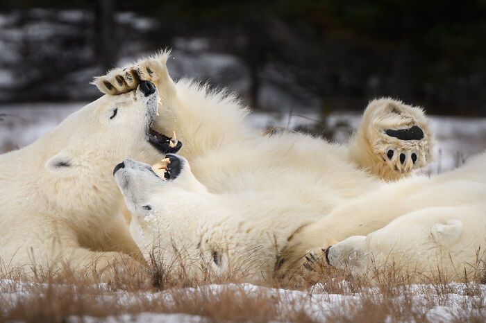 Fotografia de vida selvagem: as imagens impressionantes que estão mudando a forma como o mundo enxerga os animais (32 fotos) 30