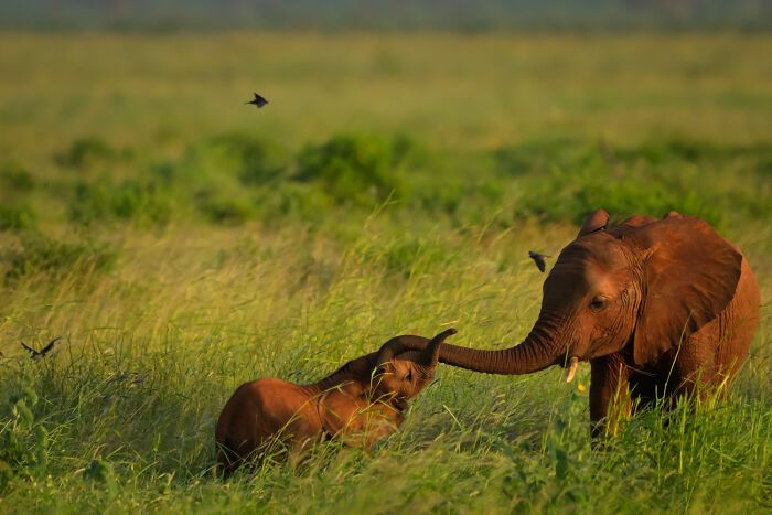 Fotografia de vida selvagem: as imagens impressionantes que estão mudando a forma como o mundo enxerga os animais (32 fotos) 31