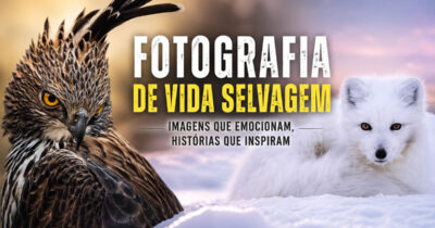 Fotografia de vida selvagem: as imagens impressionantes que estão mudando a forma como o mundo enxerga os animais (32 fotos)