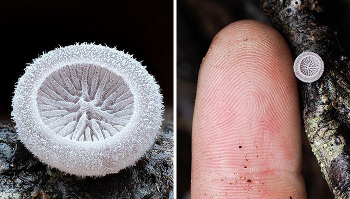 Fotografia macro de fungos revela um mundo tão incrível que parece ter saído de outro planeta Fotografia macro de fungos revela um mundo tão incrível que parece ter saído de outro planeta