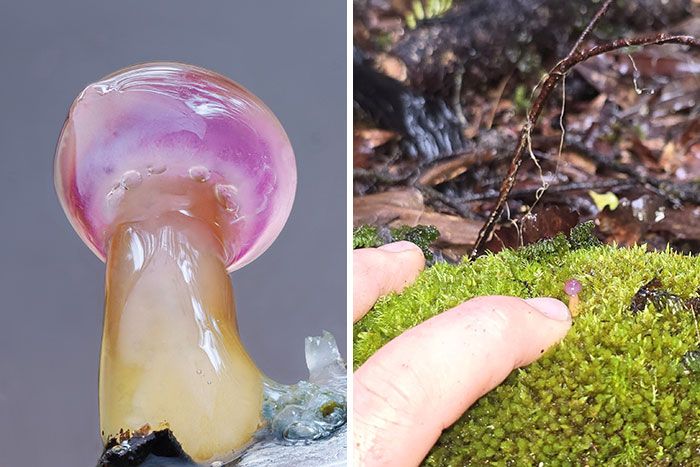 Fotografia macro de fungos revela um mundo tão incrível que parece ter saído de outro planeta (23 fotos) 1 Fotografia macro de fungos revela um mundo tão incrível que parece ter saído de outro planeta (23 fotos) 1