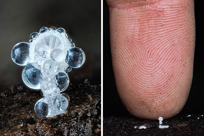 Fotografia macro de fungos revela um mundo tão incrível que parece ter saído de outro planeta (23 fotos) 2 Fotografia macro de fungos revela um mundo tão incrível que parece ter saído de outro planeta (23 fotos) 2
