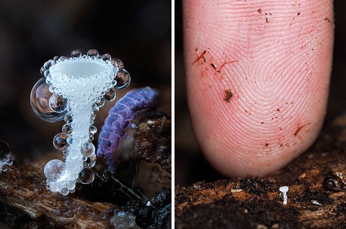 Fotografia macro de fungos revela um mundo tão incrível que parece ter saído de outro planeta (23 fotos) 3 Fotografia macro de fungos revela um mundo tão incrível que parece ter saído de outro planeta (23 fotos) 3