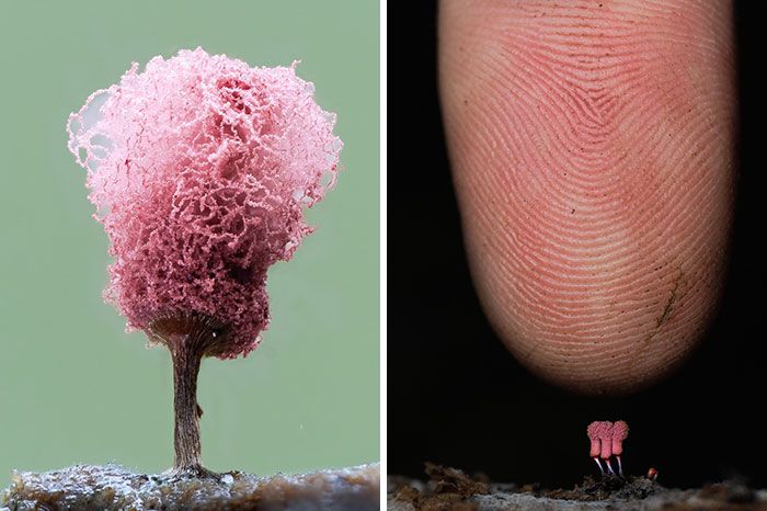Fotografia macro de fungos revela um mundo tão incrível que parece ter saído de outro planeta (23 fotos) 4 Fotografia macro de fungos revela um mundo tão incrível que parece ter saído de outro planeta (23 fotos) 4