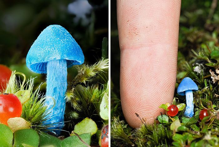 Fotografia macro de fungos revela um mundo tão incrível que parece ter saído de outro planeta (23 fotos) 5 Fotografia macro de fungos revela um mundo tão incrível que parece ter saído de outro planeta (23 fotos) 5