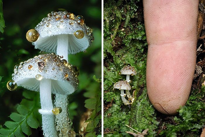 Fotografia macro de fungos revela um mundo tão incrível que parece ter saído de outro planeta (23 fotos) 6 Fotografia macro de fungos revela um mundo tão incrível que parece ter saído de outro planeta (23 fotos) 6
