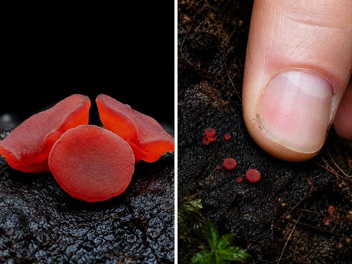 Fotografia macro de fungos revela um mundo tão incrível que parece ter saído de outro planeta (23 fotos) 7 Fotografia macro de fungos revela um mundo tão incrível que parece ter saído de outro planeta (23 fotos) 7