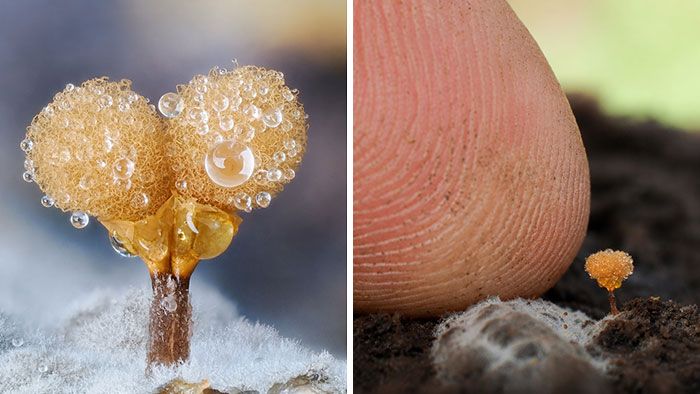 Fotografia macro de fungos revela um mundo tão incrível que parece ter saído de outro planeta (23 fotos) 8 Fotografia macro de fungos revela um mundo tão incrível que parece ter saído de outro planeta (23 fotos) 8