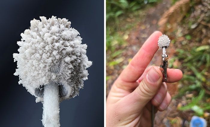 Fotografia macro de fungos revela um mundo tão incrível que parece ter saído de outro planeta (23 fotos) 9 Fotografia macro de fungos revela um mundo tão incrível que parece ter saído de outro planeta (23 fotos) 9