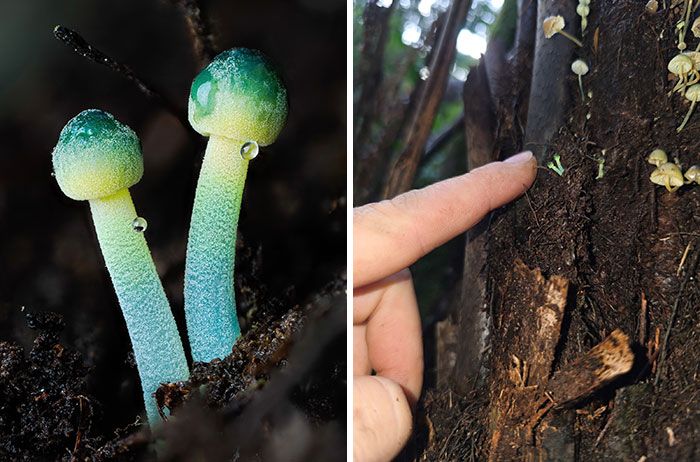 Fotografia macro de fungos revela um mundo tão incrível que parece ter saído de outro planeta (23 fotos) 10 Fotografia macro de fungos revela um mundo tão incrível que parece ter saído de outro planeta (23 fotos) 10