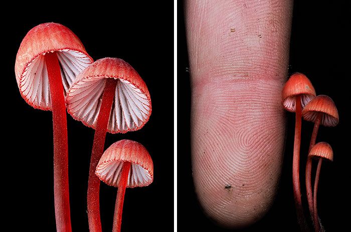 Fotografia macro de fungos revela um mundo tão incrível que parece ter saído de outro planeta (23 fotos) 11 Fotografia macro de fungos revela um mundo tão incrível que parece ter saído de outro planeta (23 fotos) 11