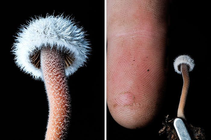 Fotografia macro de fungos revela um mundo tão incrível que parece ter saído de outro planeta (23 fotos) 12 Fotografia macro de fungos revela um mundo tão incrível que parece ter saído de outro planeta (23 fotos) 12