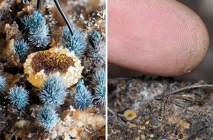 Fotografia macro de fungos revela um mundo tão incrível que parece ter saído de outro planeta (23 fotos) 13 Fotografia macro de fungos revela um mundo tão incrível que parece ter saído de outro planeta (23 fotos) 13