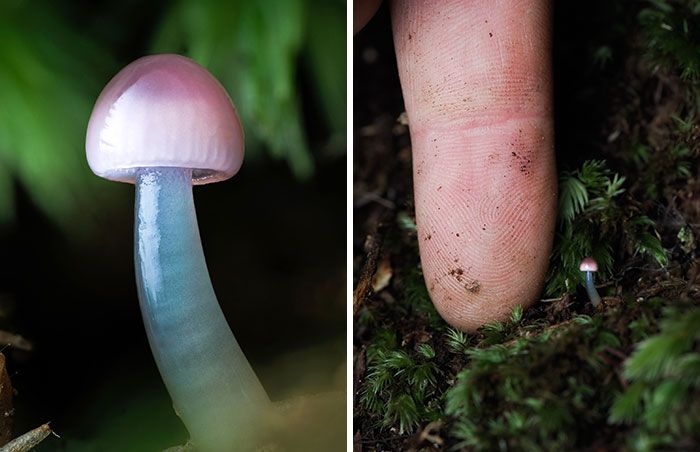 Fotografia macro de fungos revela um mundo tão incrível que parece ter saído de outro planeta (23 fotos) 14 Fotografia macro de fungos revela um mundo tão incrível que parece ter saído de outro planeta (23 fotos) 14