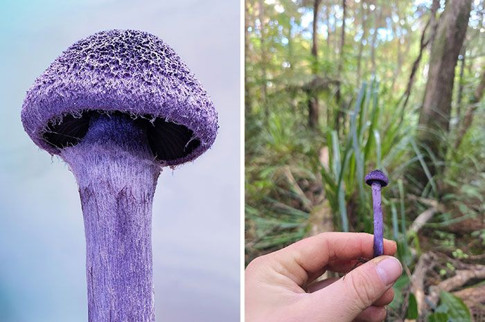 Fotografia macro de fungos revela um mundo tão incrível que parece ter saído de outro planeta (23 fotos) 15 Fotografia macro de fungos revela um mundo tão incrível que parece ter saído de outro planeta (23 fotos) 15