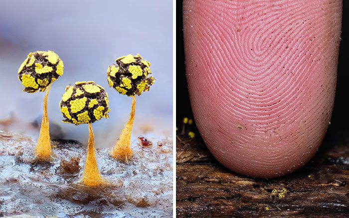 Fotografia macro de fungos revela um mundo tão incrível que parece ter saído de outro planeta (23 fotos) 16 Fotografia macro de fungos revela um mundo tão incrível que parece ter saído de outro planeta (23 fotos) 16
